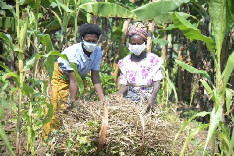 Women working together in a small crop garden